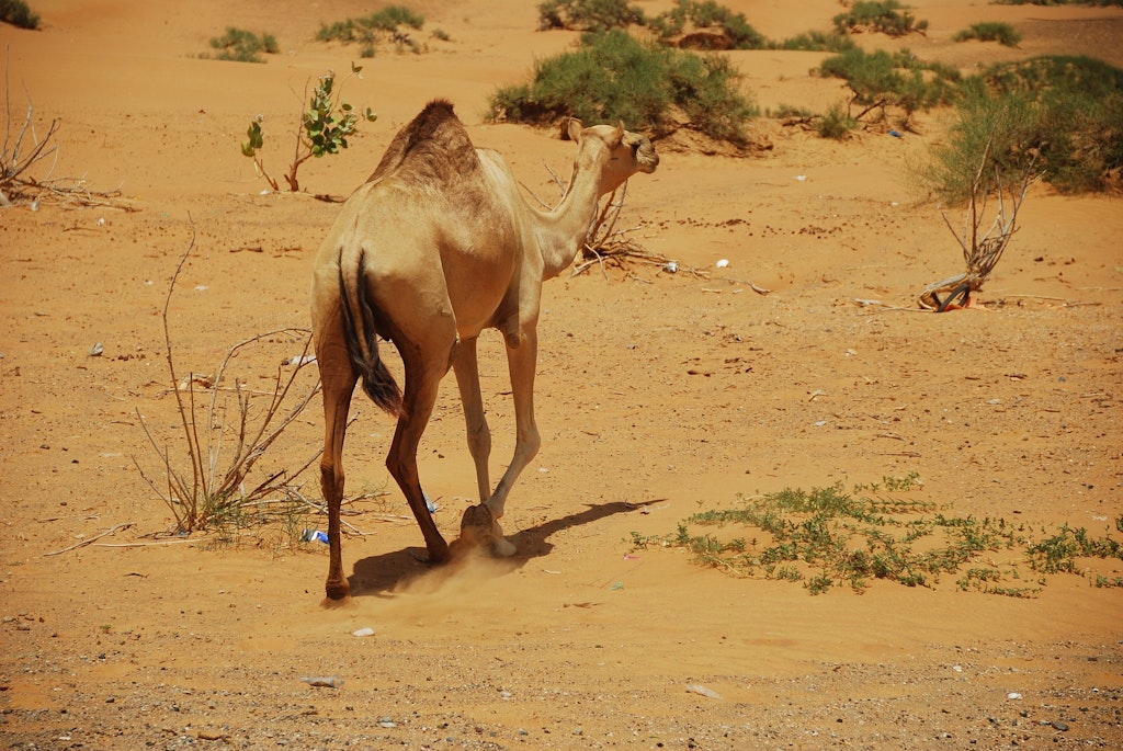 Desert in Ras al-Khaimah