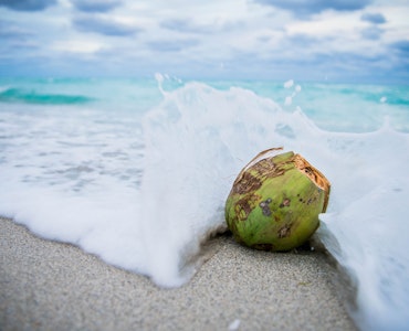A coconut in the beach