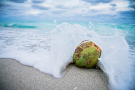A coconut in the beach