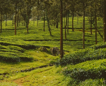 Kerala in May