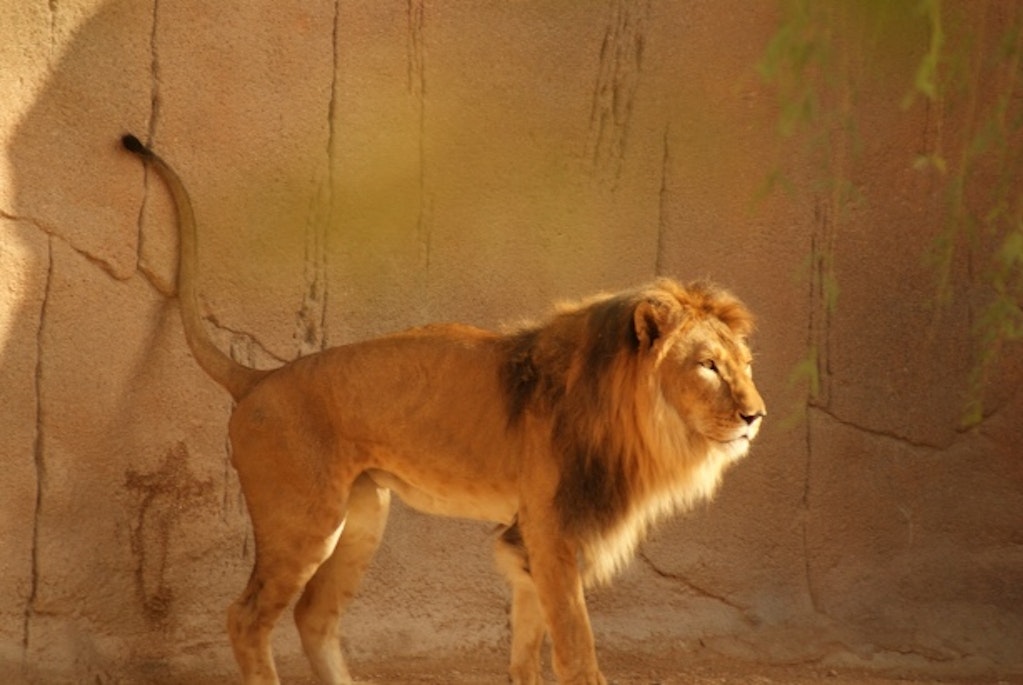 A lion in Al Ain Zoo