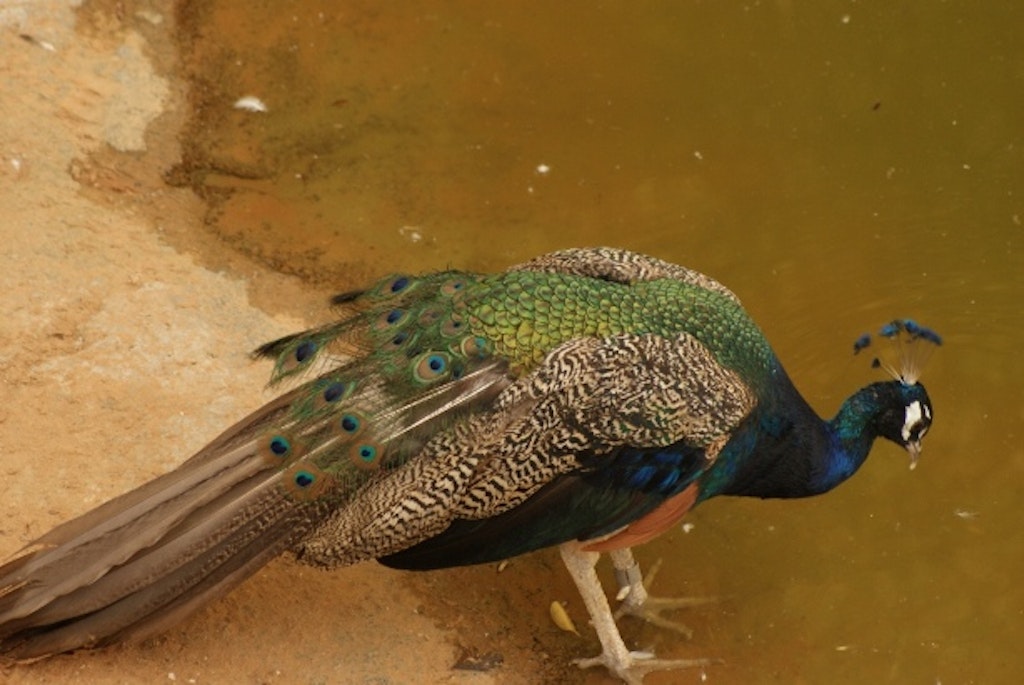 A peacock 