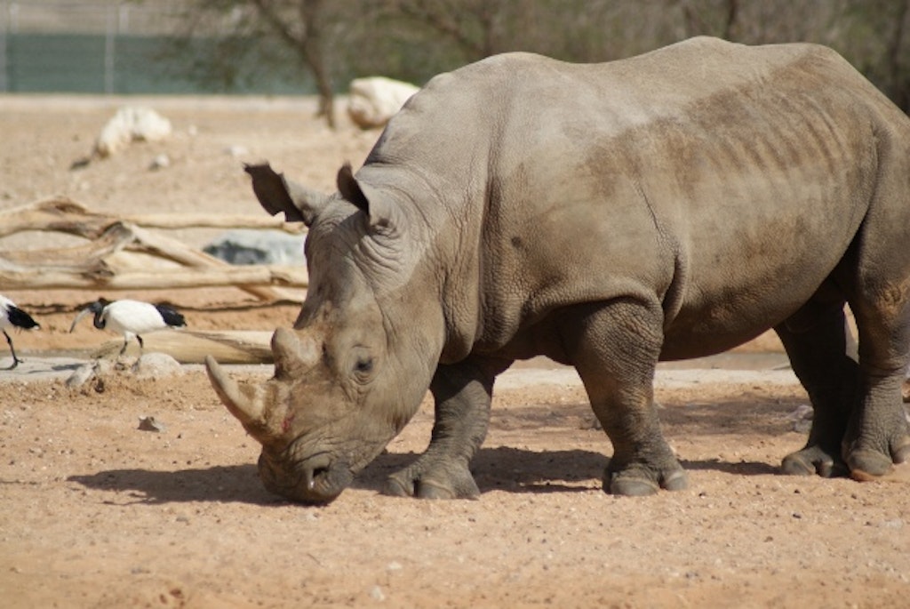 A Rhino in Al Ain Zoo
