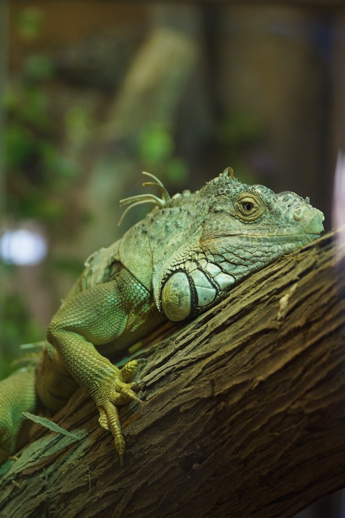 An Iguana 