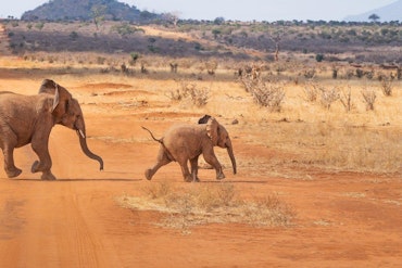 5 Best Safari Tours in Kenya