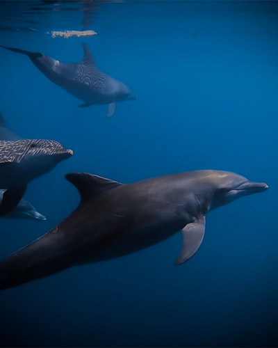 Dolphins in Maldives