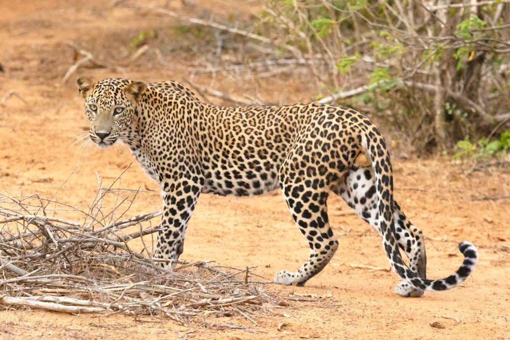 Leopard in Yala National Park, Sri Lanka 