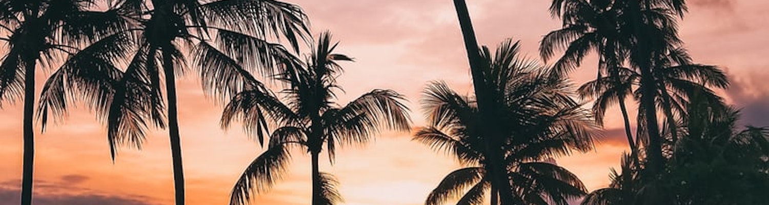 silhouette image of palm trees