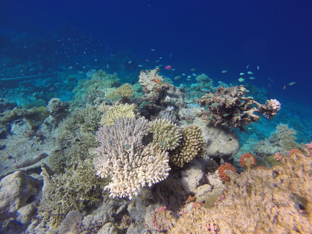 Colorful corals of the Maldives