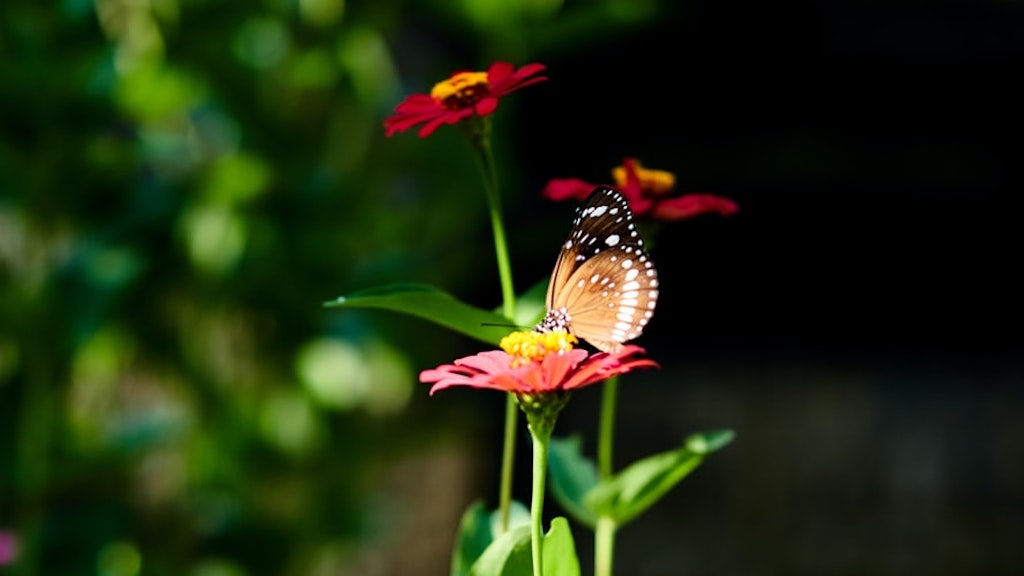 Bali butterfly park
