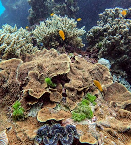 Australia Great barrier reef