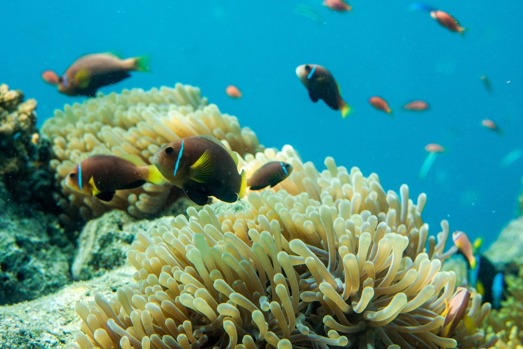 Coral reefs in Anantara Kihavah Maldives Villas
