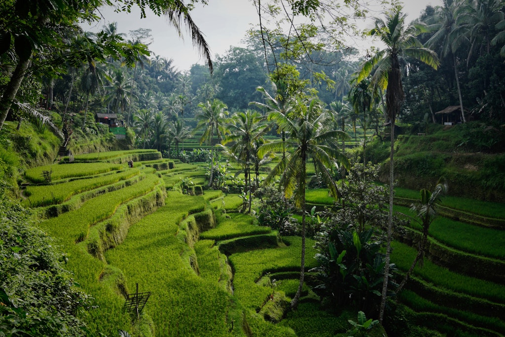 Tehallalang Rice Terrace