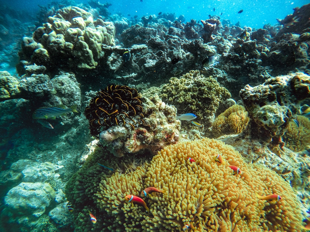 Coral reefs in the Maldives