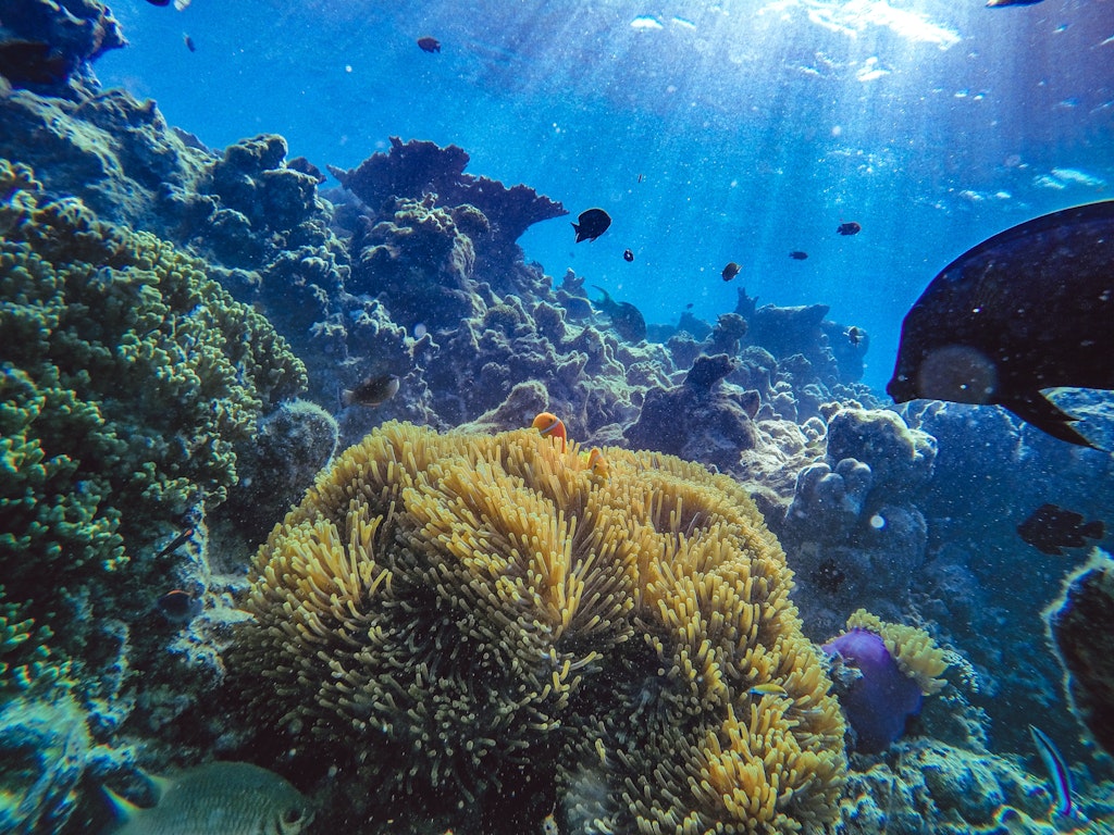 Corals in the Maldives