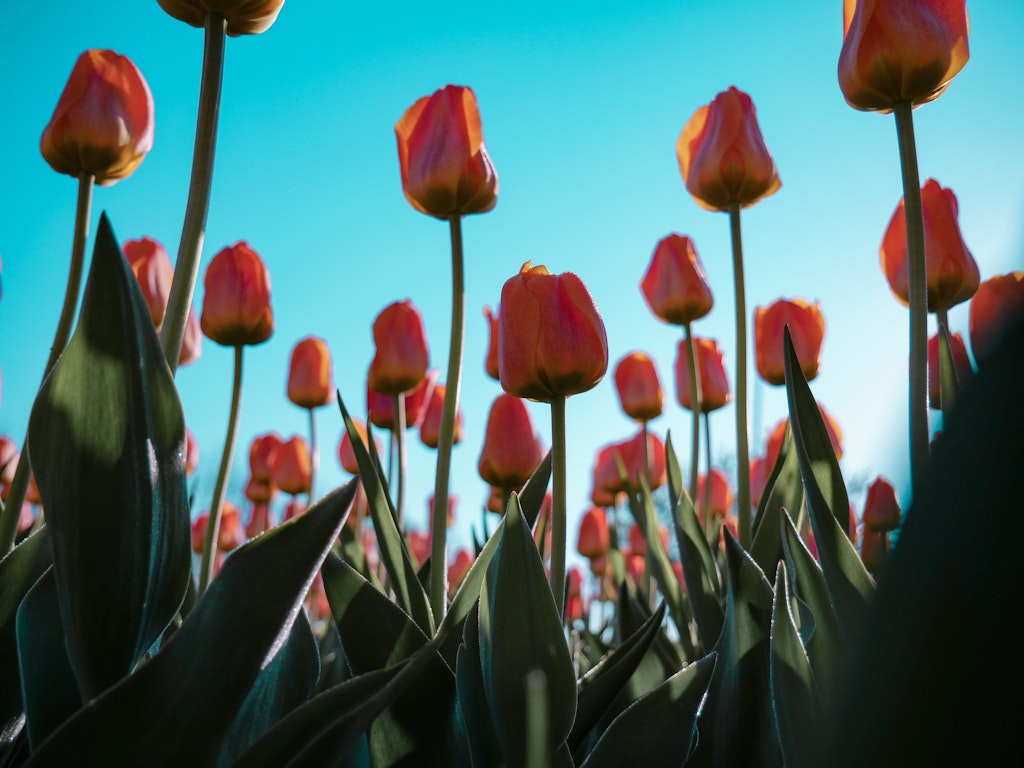 Enjoy the Tulip Festival, Things to do in Amsterdam in April