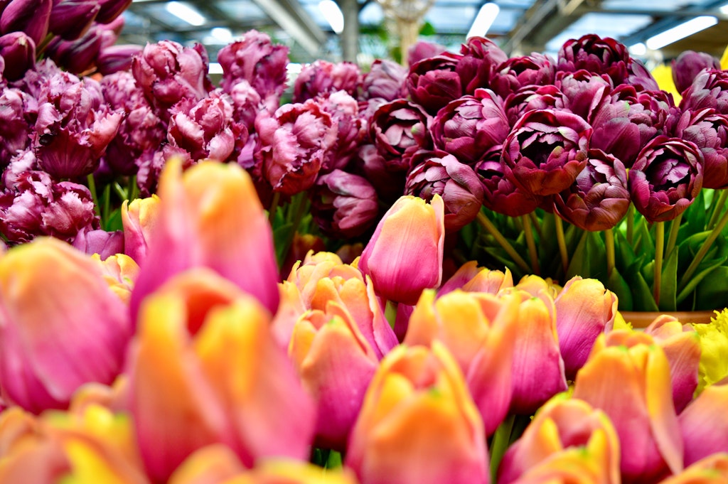 Floating Flower Market, Things to do in Amsterdam in April