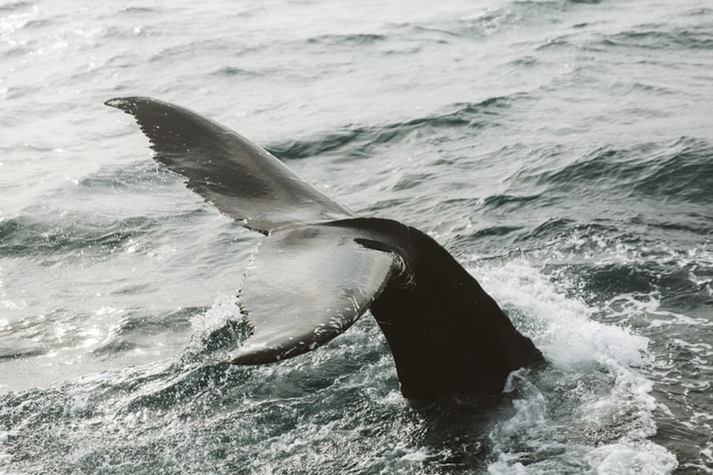 whale watching, Places to Visit in Iceland in July