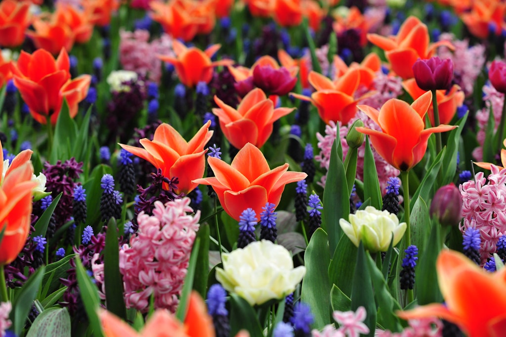 Stroll the Keukenhof, Things to do in Amsterdam in May