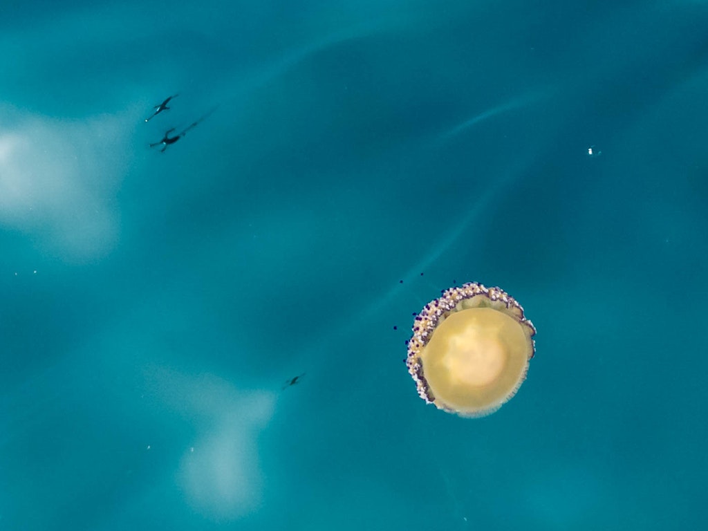 A yellow medusa swimming in the turquoise waters of the National Marine Park of Alonissos at Kyra Panagia, National Parks In Greece