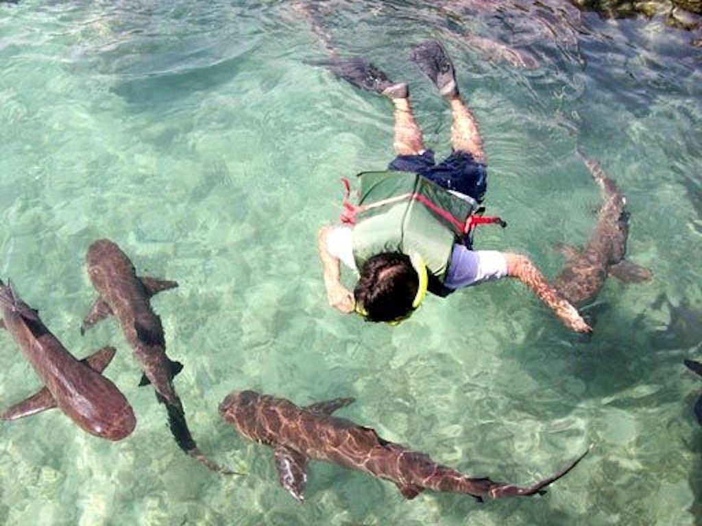 Swimming with the Sharks, Best Water Sports in Bali