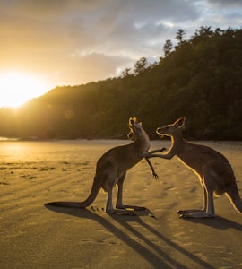 Unique Animals Of Australia