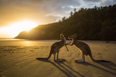 Unique Animals Of Australia