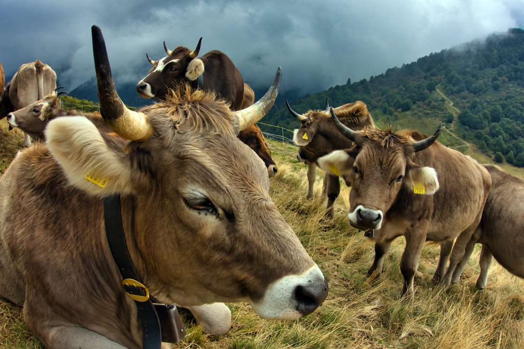 Brown cows on Swiss Alps.