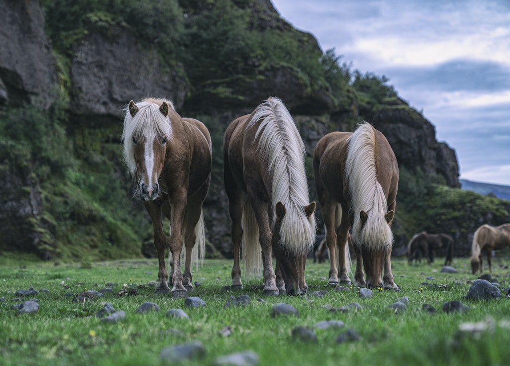 Icelandic Horse Riding, Adventurous Things To Do In Iceland