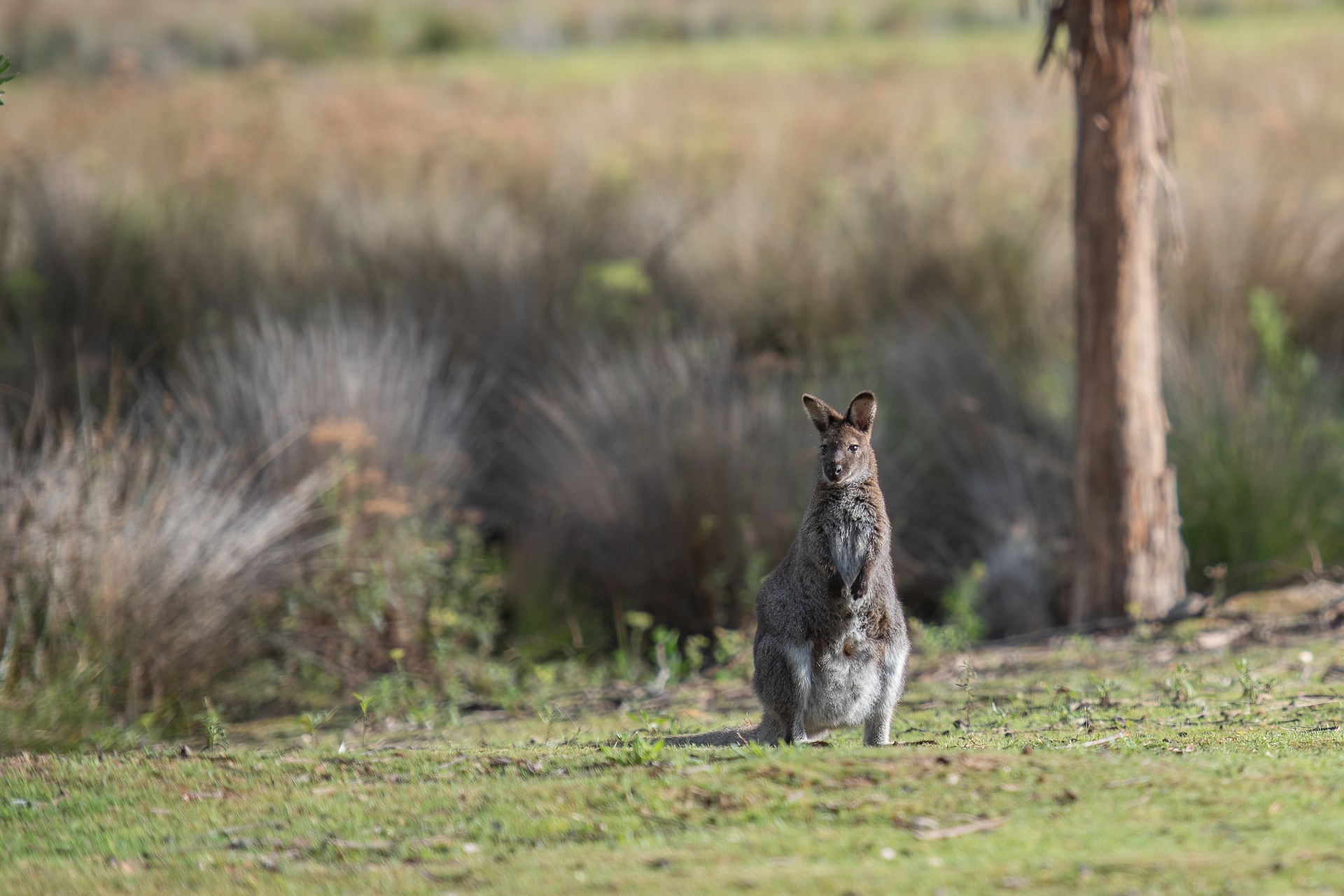 Unique Animals Of Australia That You Shouldn't Miss