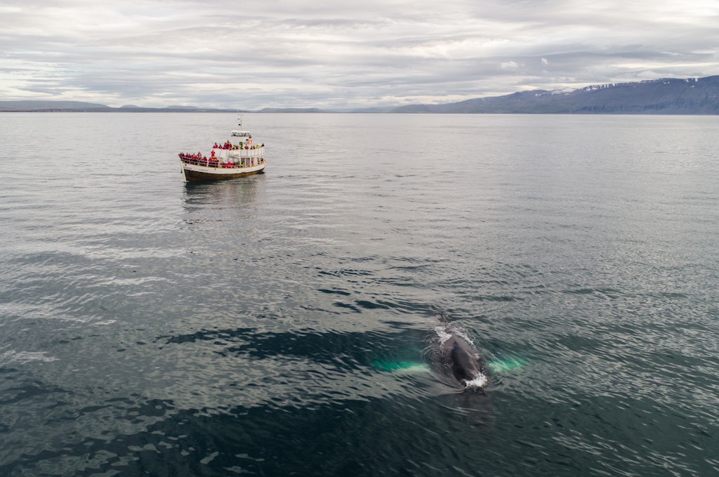 Whale Watching, Húsavík