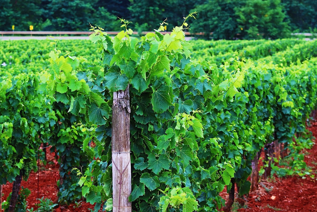 Vineyard, Best reasons to visit Croatia