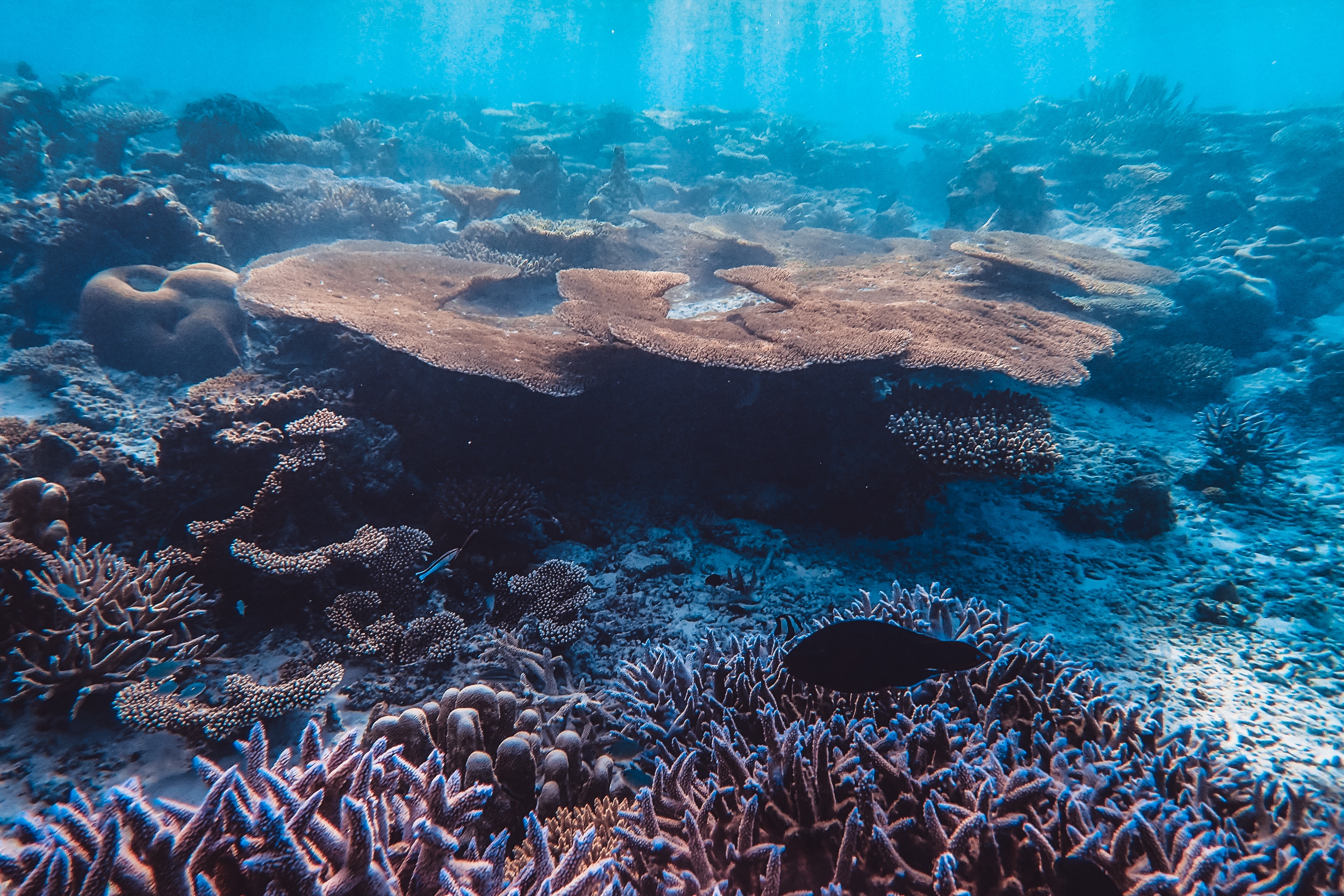 underwater coral reefs