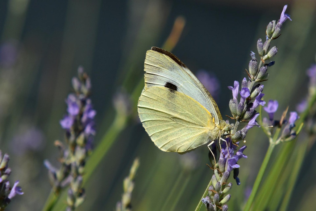 Imperial Butterfly Park in Austria in July