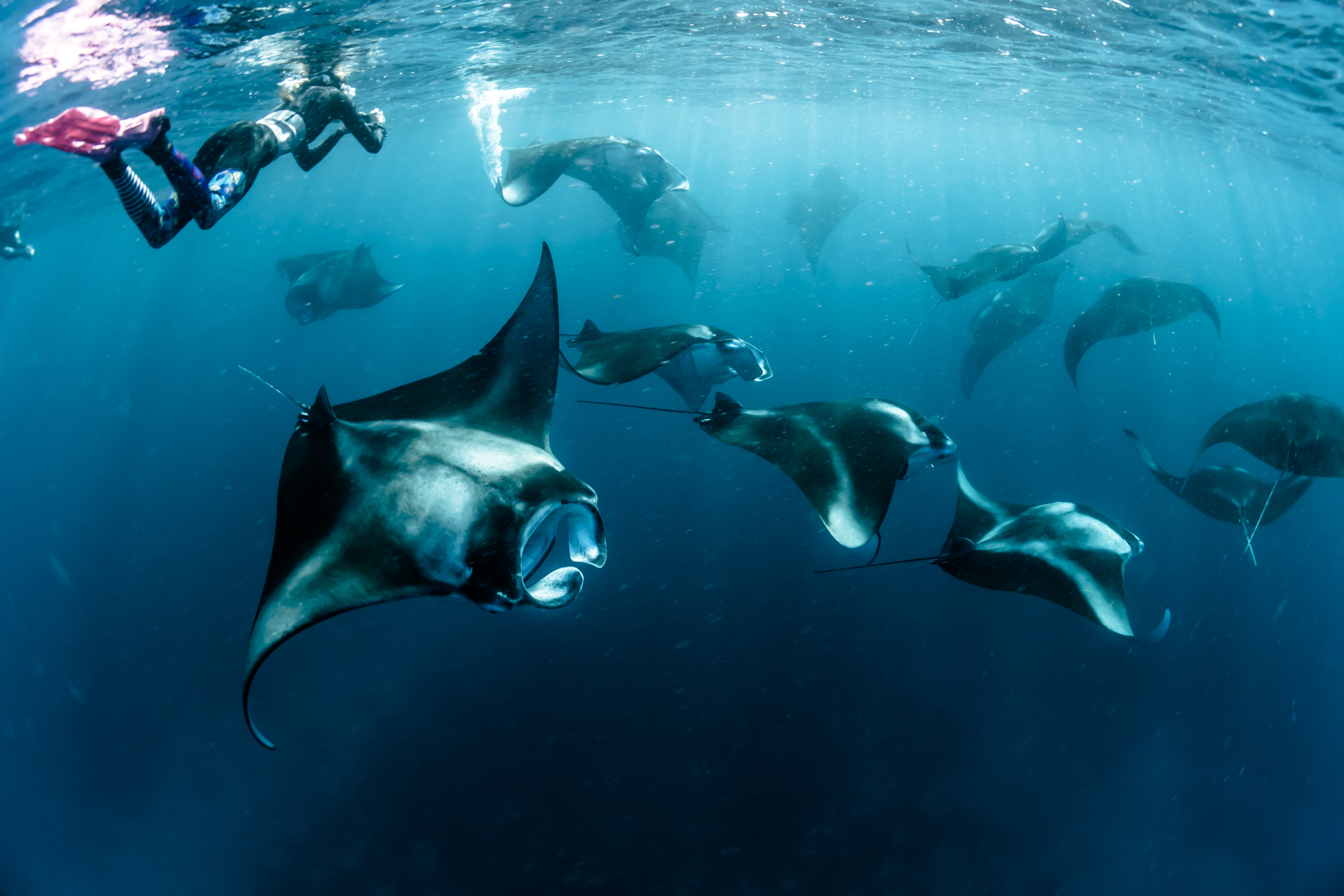 manta rays maldives