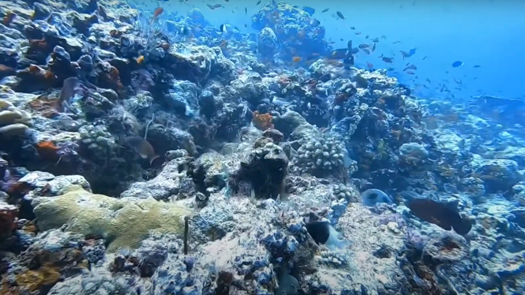 HP Reef maldives