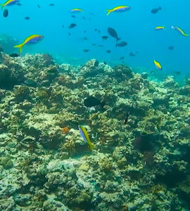 why lakshadweep known as coral island