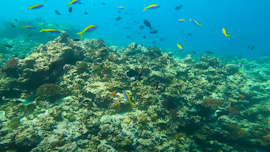 why lakshadweep known as coral island